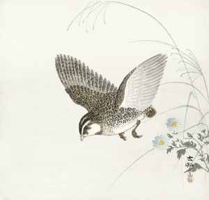 Flying quail 1900 - 1930 by Ohara Koson 1877-1945.