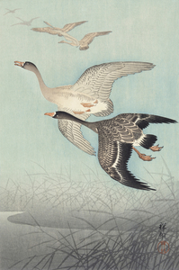 Great geese in flight 1925 - 1936 by Ohara Koson 1877-1945.