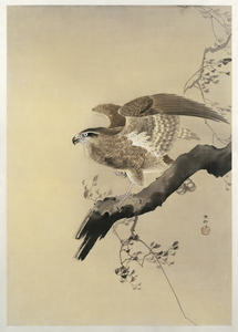 Hawk 1887-1945 by Ohara Koson 1877-1945.