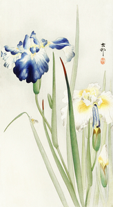 Irises 1900 - 1936 by Ohara Koson 1877-1945.