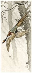 Flying pheasant 1900 - 1910 by Ohara Koson 1877-1945.