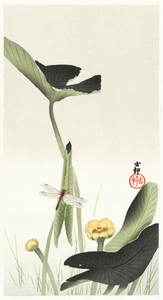 Libelle and lotus 1900 - 1930 by Ohara Koson 1877-1945.