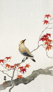 Japanese plague bird on maple 1900 - 1936 by Ohara Koson 1877-1945.