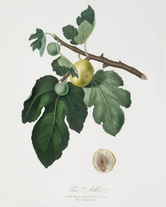 Fig Ficus carica from Pomona Italiana 1817 - 1839 by Giorgio Gallesio 1772-1839. 