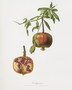 Pomegranate Punica granatum from Pomona Italiana 1817 - 1839 by Giorgio Gallesio 1772-1839. 
