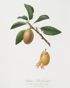 Armenian plum Prunus armeniaca from Pomona Italiana 1817 - 1839 by Giorgio Gallesio 1772-1839. 