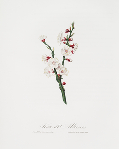 Apricot flower Prunus armeniaca from Pomona Italiana 1817 - 1839 by Giorgio Gallesio 1772-1839. 