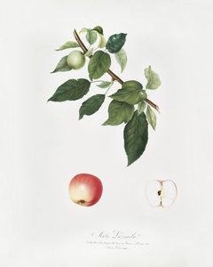 Apple Malus pumila from Pomona Italiana 1817 - 1839 by Giorgio Gallesio 1772-1839. 