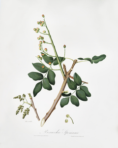 Pistachio Pistacia vera from Pomona Italiana 1817 - 1839 by Giorgio Gallesio 1772-1839. 