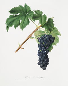 Black Aleatico grape Vitis vinifera from Pomona Italiana 1817 - 1839 by Giorgio Gallesio 1772-1839. 