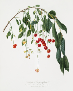 Visciola Cherries Cerasus visciola from Pomona Italiana 1817 - 1839 by Giorgio Gallesio 1772-1839. 