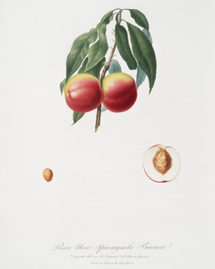 Peach Persica psillidermis from Pomona Italiana 1817 - 1839 by Giorgio Gallesio 1772-1839. 