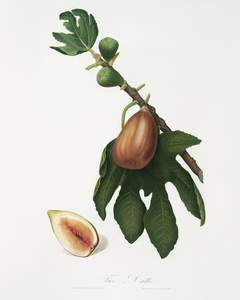 Fig Ficus carica sativa from Pomona Italiana 1817 - 1839 by Giorgio Gallesio 1772-1839. 