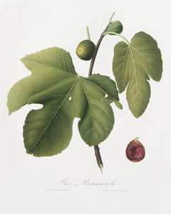 Briansole figs Ficus carica sativa from Pomona Italiana 1817 - 1839 by Giorgio Gallesio 1772-1839. 