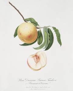 Duracina peach Persivca Iulodermis from Pomona Italiana 1817 - 1839 by Giorgio Gallesio 1772-1839. 