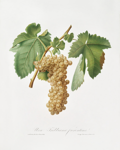 Trebbiano grapes Vitis vinifera Trebulana Florentina from Pomona Italiana 1817 - 1839 by Giorgio Gallesio 1772-1839. 