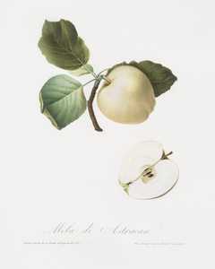 Astracan Apple Malus astracanensis from Pomona Italiana 1817 - 1839 by Giorgio Gallesio 1772-1839. 