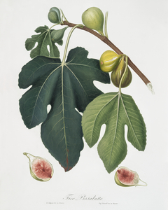 Fig Ficus carica sativa from Pomona Italiana 1817 - 1839 by Giorgio Gallesio 1772-1839. 