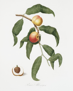 Peach Persica Alberges from Pomona Italiana 1817 - 1839 by Giorgio Gallesio 1772-1839. 