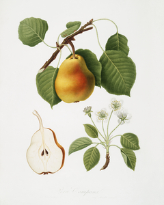 Pear Pyrus Pompeiana from Pomona Italiana 1817 - 1839 by Giorgio Gallesio 1772-1839. 