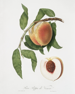 Peach Persica sativa from Pomona Italiana 1817 - 1839 by Giorgio Gallesio 1772-1839. 