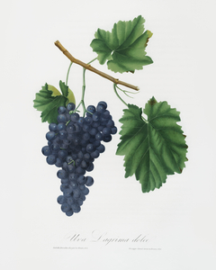 Lacrima grapes Vitis vinifera Vallisarnensis from Pomona Italiana 1817 - 1839 by Giorgio Gallesio 1772-1839. 
