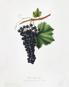 Berzemina grape Vites veneto from Pomona Italiana 1817 - 1839 by Giorgio Gallesio 1772-1839. 