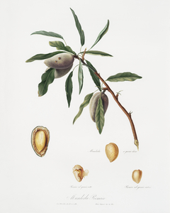 Almond Guscio tenero from Pomona Italiana 1817 - 1839 by Giorgio Gallesio 1772-1839. 