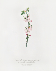 Peach Flower Prunus persica from Pomona Italiana 1817 - 1839 by Giorgio Gallesio 1772-1839. 