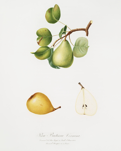 Pear Pyrus Luisa from Pomona Italiana 1817 - 1839 by Giorgio Gallesio 1772-1839. 