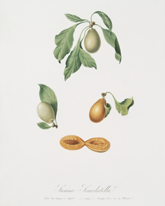 Prune Prunus hyemalis from Pomona Italiana 1817 - 1839 by Giorgio Gallesio 1772-1839. 