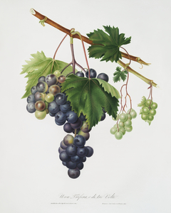 Grape from Ischia Viti vinifera vegetatione insana from Pomona Italiana 1817 - 1839 by Giorgio Gallesio 1772-1839. 