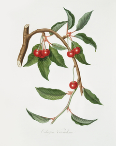 Cherry Ciliegio visciolino from Pomona Italiana 1817 - 1839 by Giorgio Gallesio 1772-1839. 