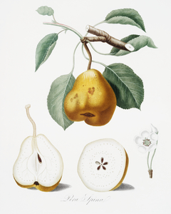 Pear Pero spino from Pomona Italiana 1817 - 1839 by Giorgio Gallesio 1772-1839. 