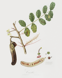Carob Ceratonia from Pomona Italiana 1817 - 1839 by Giorgio Gallesio 1772-1839. 
