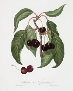 Hard-fleshed Cherry Cerasus Duracina from Pomona Italiana 1817 - 1839 by Giorgio Gallesio 1772-1839. 