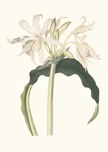 Amaryllis Aulica 1834
