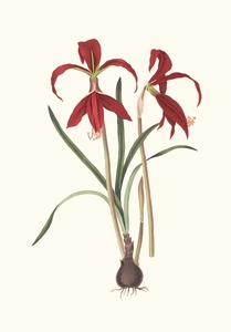 Amaryllis Formosissima. 1834