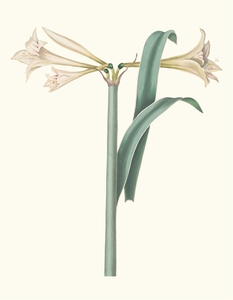 Amaryllis Harrisoni 1834