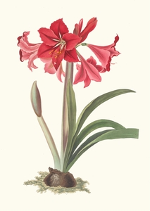 Amaryllis Johnsoni. 1834