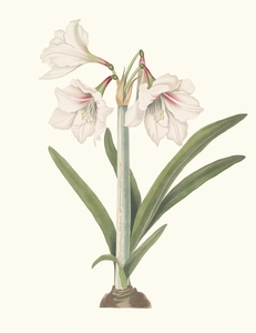 Amaryllis Picta. 1834