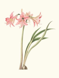 Amaryllis Stilosa 1834