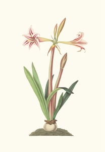 Amaryllis Vittata Minor 1834