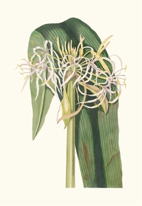 Crinum Declinatum 1834