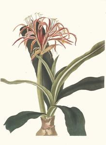 Crinum Hybridum Pedunculatum And Zeylanicum 1834 