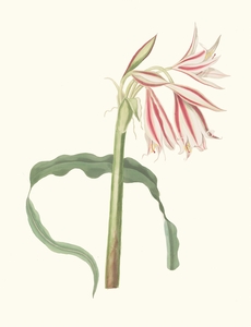 Crinum Ornatum 1834