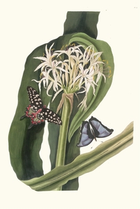 Crinum Pedunculatum. [River Lily] 1834
