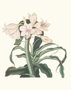 Crinum Scabrum 1834