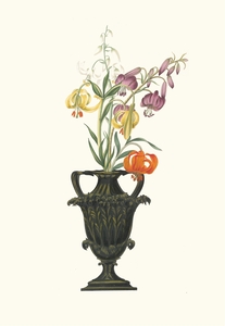 Lilium Pomponium Lilium Chalcedonicum 1834