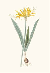 Nerine Aurea. 1834